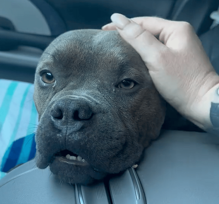  “Shut Down” Shelter Dog Finally Feels Safe & Loved